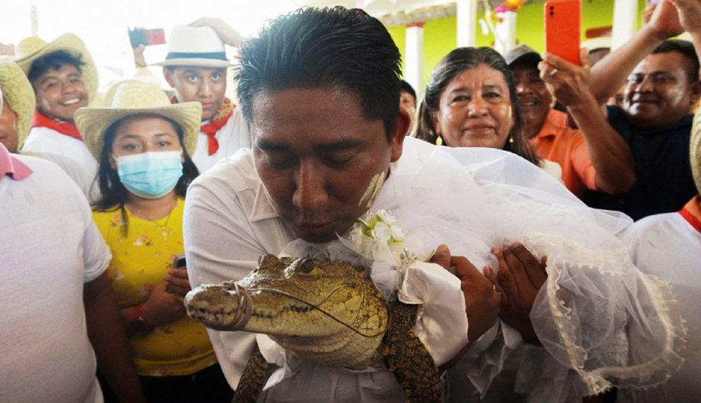 Mexican mayor San Pedro marries an alligator cover