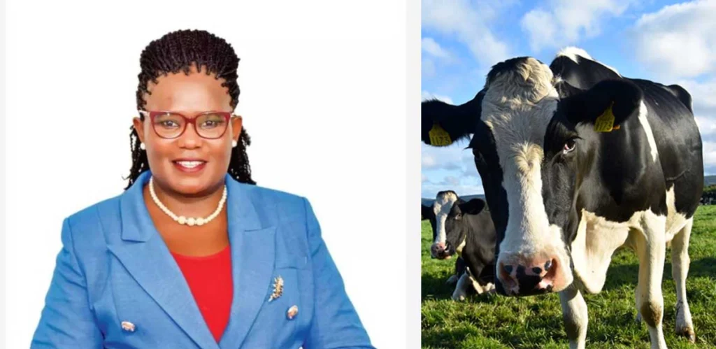 How Cows helped Kawira Mwangaza beat Kiraitu Murungi in Meru County gubernatorial race