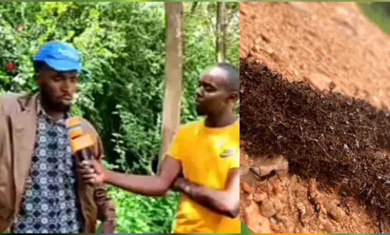 Mkulima wa Siafu. Meet man rearing ants for political hire