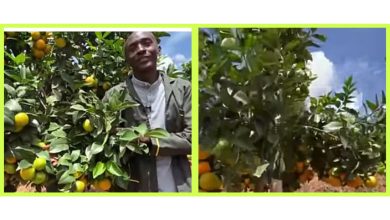 GridArt 20240506 062428614 Aron Ntisya ,"How I make millions from pixie farming."