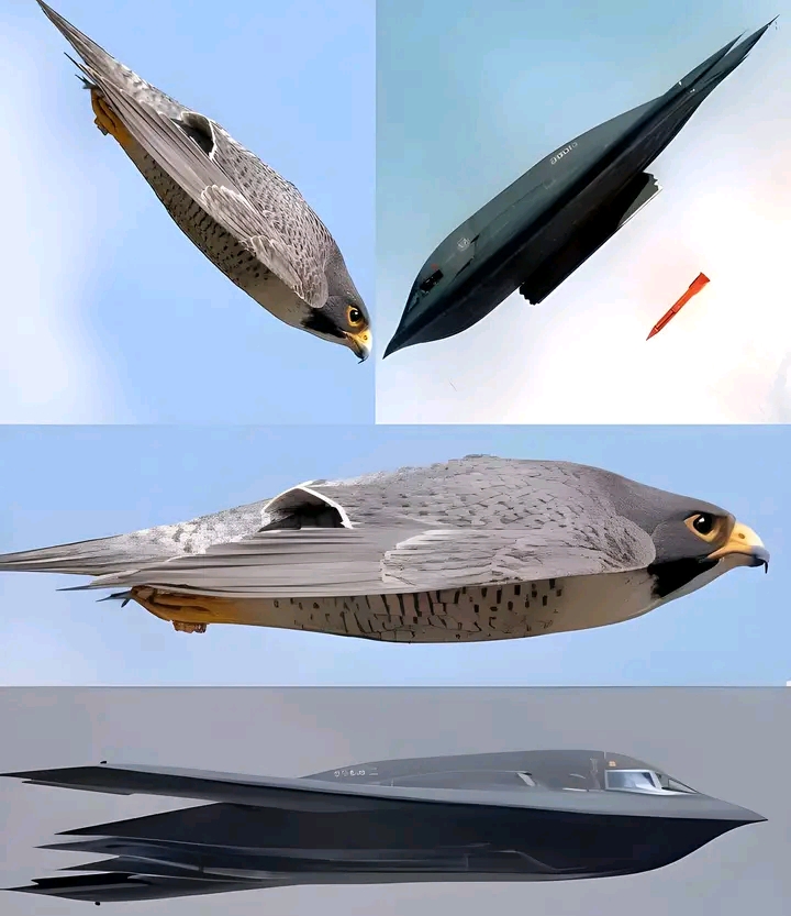 Why the US B2-Bomber Was Designed From Falcon Bird🇺🇸🦅