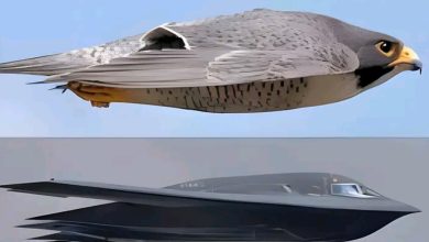 Why the US B2-Bomber Was Designed From Falcon Bird🇺🇸🦅